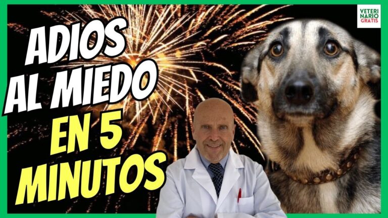 Evaluaci&oacute;n de 4 Medicamentos para Reducir la Ansiedad en Mascotas Durante Visitas al Veterinario