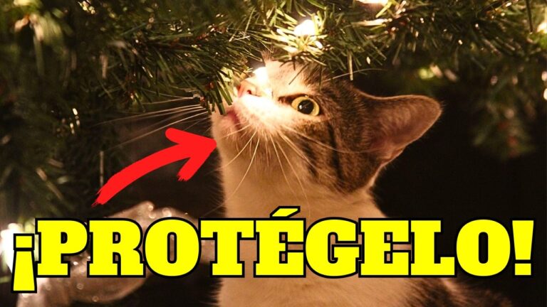 &iquest;Qu&eacute; Pueden Comer los Gatos?