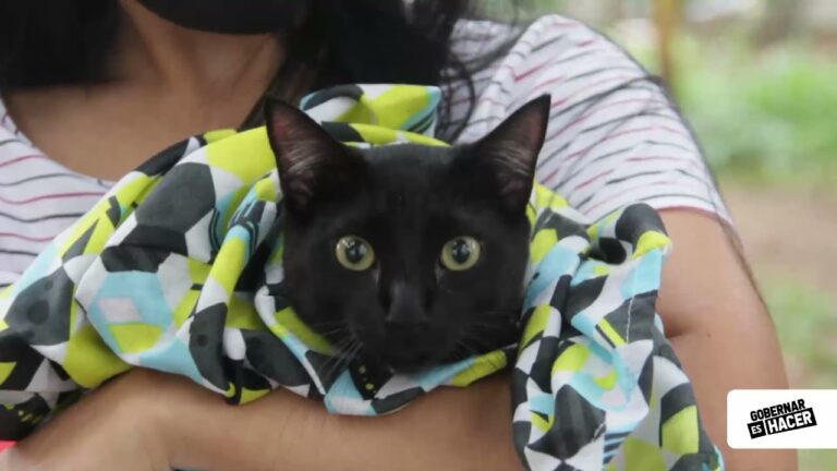 ¡Buenas noticias! La Unidad de Bienestar Animal de Bucaramanga atiende a más de 100 mascotas