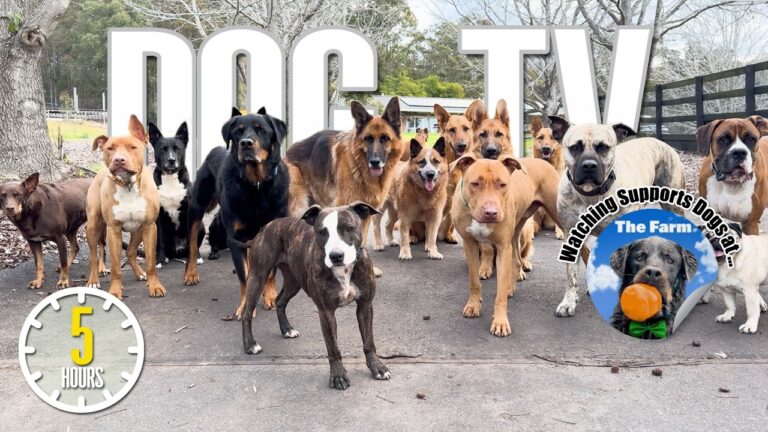 &iquest;Es mejor que tu perro duerma en casa o en el jard&iacute;n?