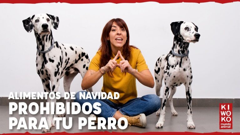 consejos de veterinarios