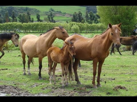 Gu&iacute;as Actualizadas para el Bienestar y Control de Caballos en Entre R&iacute;os