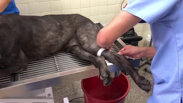la soluci&oacute;n para reducir el estr&eacute;s en perros durante las visitas al veterinario