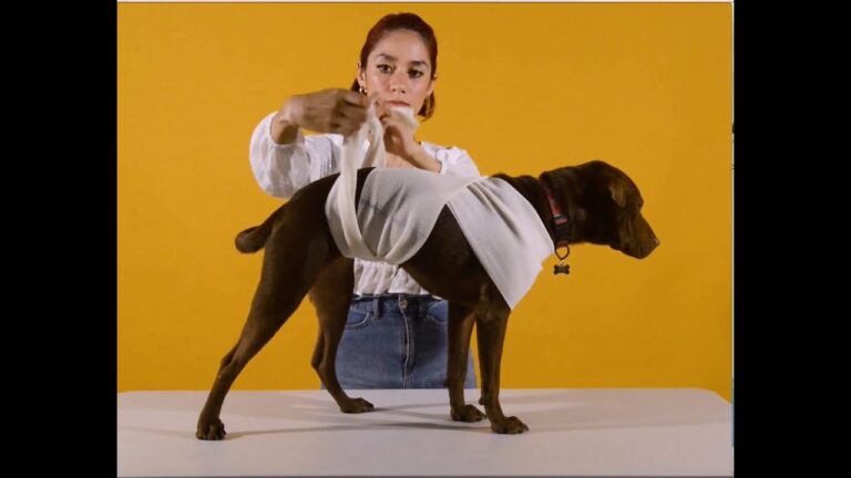 Protegiendo a Nuestros Animales del Ruido