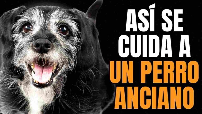 &iquest;Cu&aacute;ndo es el momento adecuado para euthanizar a un perro anciano?