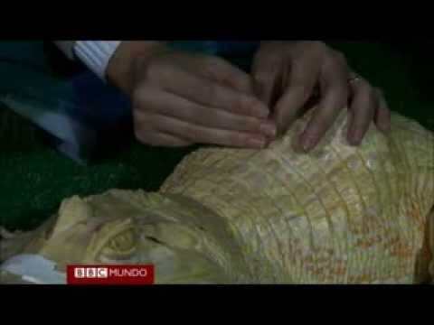 Veterinario salva a lagarto tras tragar oruga de pl&aacute;stico gigante