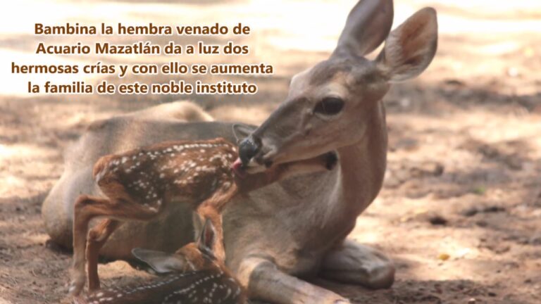 &iexcl;Descubre a Bambina y Teo en su nuevo hogar en el Gran Acuario de Mazatl&aacute;n!