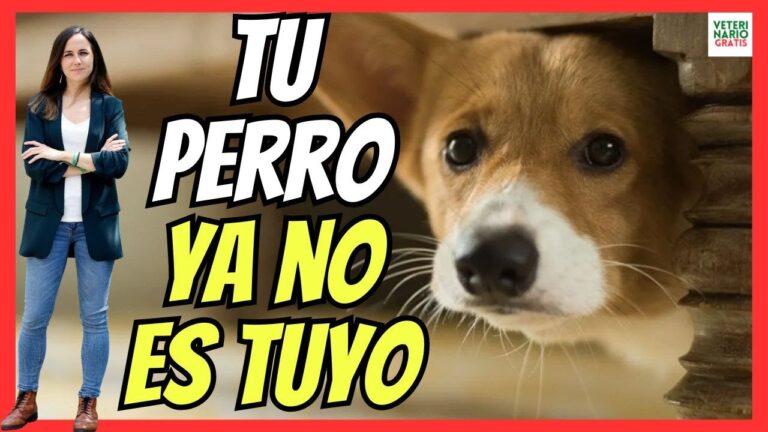 Amor y compromiso con el bienestar animal