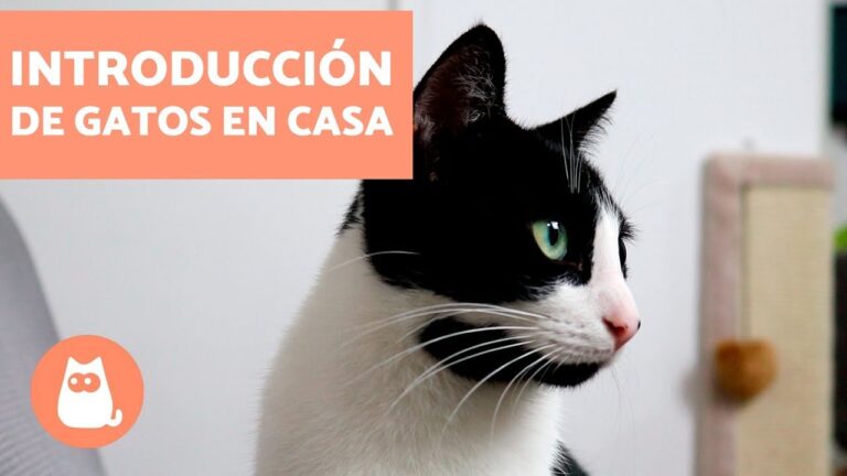 Due&ntilde;o de gatos enfermos por H5N1 amenaza con demandar tras negativa a donar cuerpos