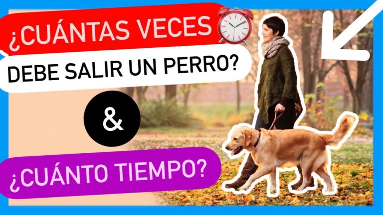 &iquest;Cu&aacute;l es el mejor momento del d&iacute;a para pasear a tu perro seg&uacute;n los veterinarios?
