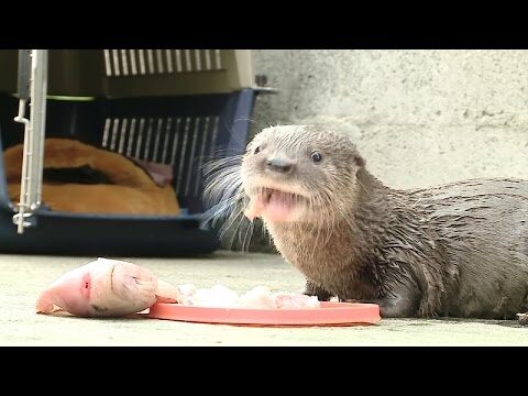 Compromiso del Tolima por el Bienestar Animal en 2025