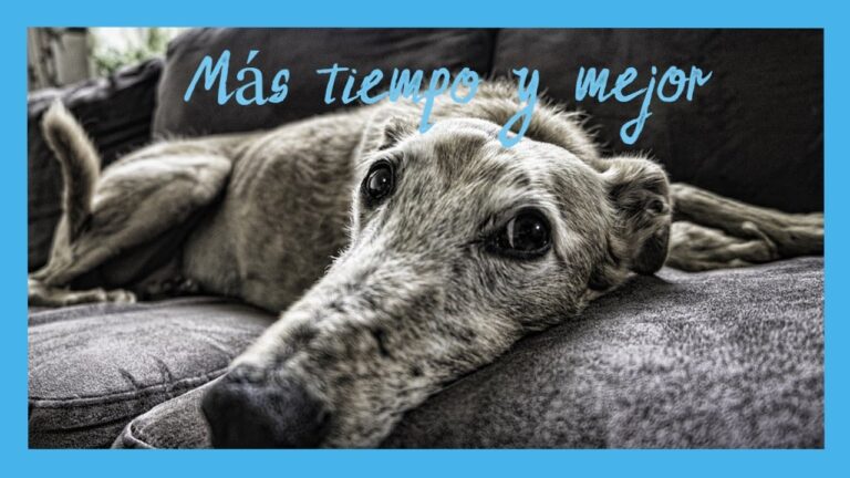 5 Productos Naturales Esenciales para el Bienestar de Tu Perro Senior