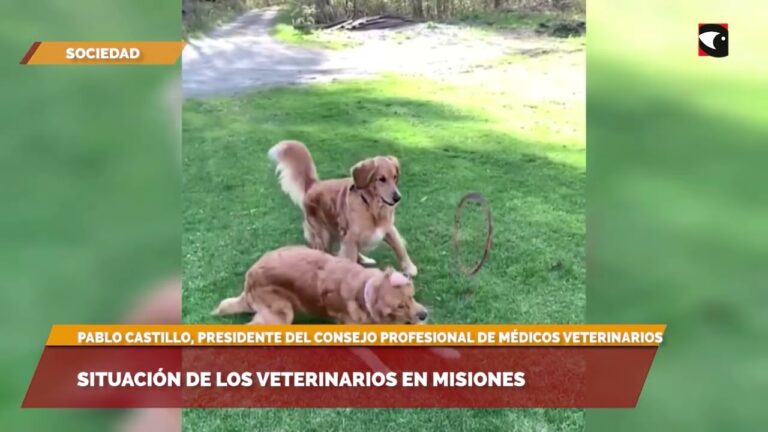 450 Veterinarios Celebran 50 A&ntilde;os de la Profesi&oacute;n en Misiones