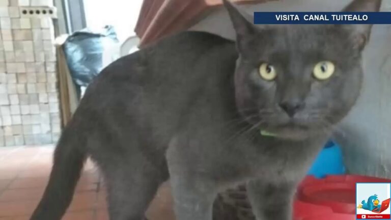 Dueño de gatos planea demandar tras muerte de uno por H5N1 tras consumir leche cruda